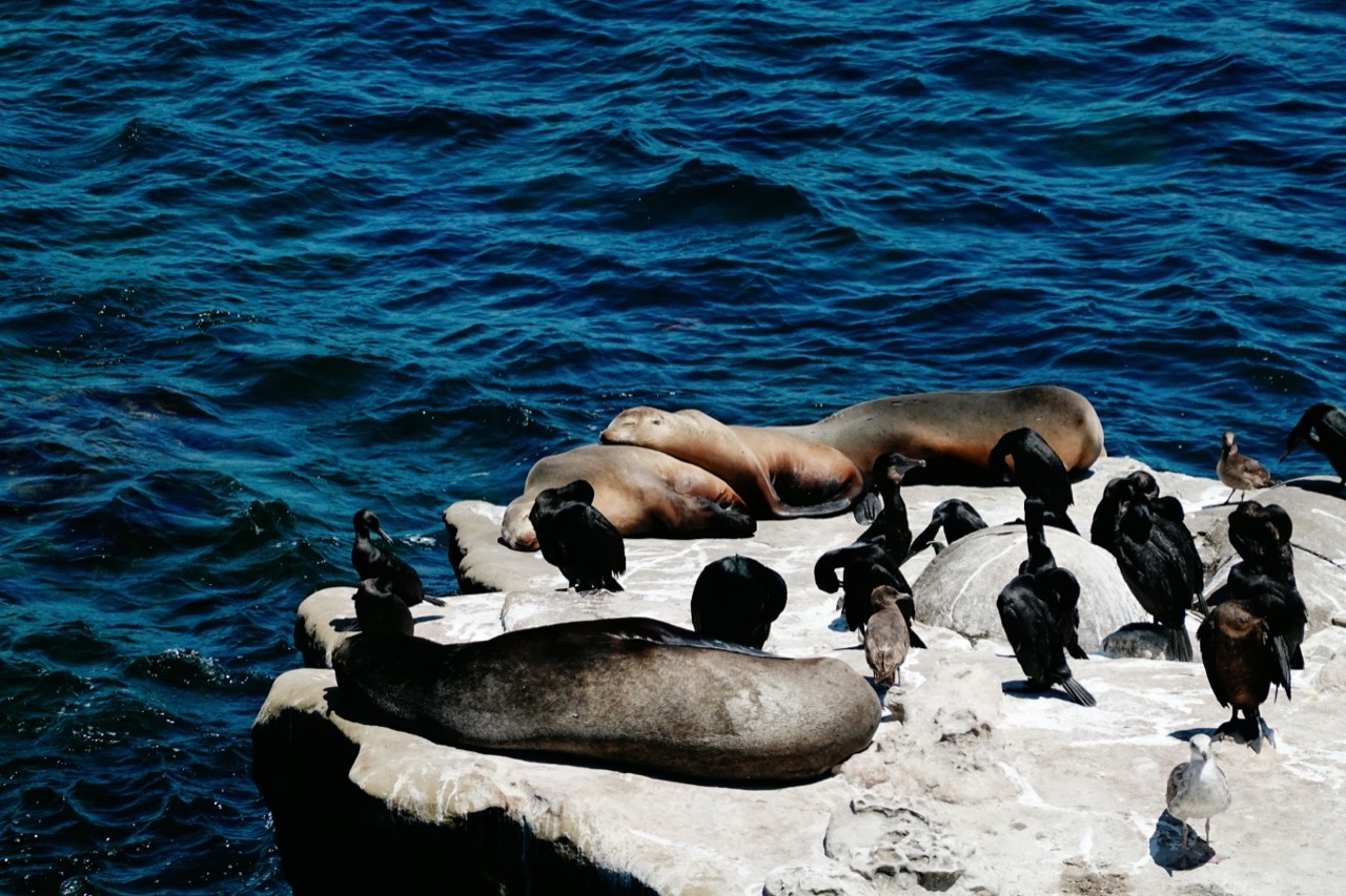 Sea lions and seabirds resting on the rocks